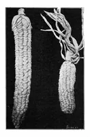 Picture 6 of 19 from Scientific American, Vol. 84, No. 9 (1901) (1901), leaf 4