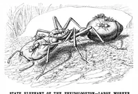 Picture 15 of 29 from Scientific American, Vol. 84, No. 17 (1901) (1901), leaf 8
