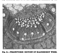 Picture 11 of 21 from Scientific American, Vol. 84, No. 21 (1901) (1901), leaf 8