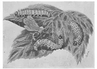 An illustration from Scientific American, Vol. 84, No. 25 (1901) (1901)