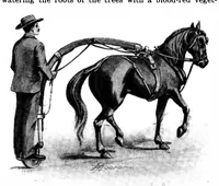 Picture 15 of 22 from Scientific American, Vol. 84, No. 26 (1901) (1901), leaf 9