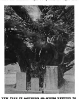 Picture 11 of 18 from Scientific American, Vol. 85, No. 5 (1901) (1901), leaf 8