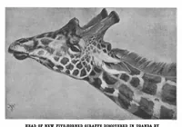 An illustration from Scientific American, Vol. 85, No. 11 (1901) (1901)