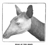 Picture 12 of 16 from Scientific American, Vol. 85, No. 16 (1901) (1901), leaf 9
