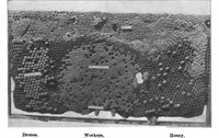 Picture 12 of 18 from Scientific American, Vol. 85, No. 18 (1901) (1901), leaf 8