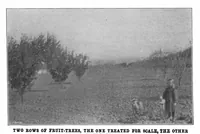 Picture 12 of 23 from Scientific American, Vol. 85, No. 23 (1901) (1901), leaf 9