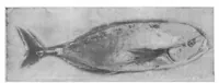 An illustration from Scientific American, Vol. 85, No. 25 (1901) (1901)