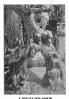 Picture 13 of 21 from Scientific American, Vol. 86, No. 21 (1902) (1902), leaf 9