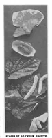 Picture 3 of 23 from Scientific American, Vol. 86, No. 25 (1902) (1902), leaf 3