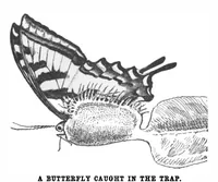 Picture 5 of 23 from Scientific American, Vol. 86, No. 25 (1902) (1902), leaf 4