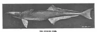 An illustration from Scientific American, Vol. 87, No. 5 (1902) (1902)