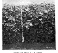 Picture 3 of 23 from Scientific American, Vol. 87, No. 22 (1902) (1902), leaf 3