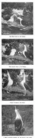 Picture 23 of 31 from Scientific American, Vol. 89, No. 24 (December 12, 1903) (1903), leaf 25