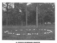 Picture 14 of 22 from Scientific American, Vol. 88, No. 1 (1903) (1903), leaf 9
