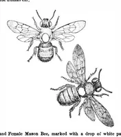 Picture 13 of 26 from Scientific American, Vol. 88, No. 2 (1903) (1903), leaf 9