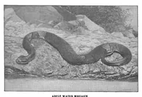 Picture 13 of 23 from Scientific American, Vol. 88, No. 7 (1903) (1903), leaf 9