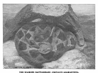 Picture 14 of 23 from Scientific American, Vol. 88, No. 7 (1903) (1903), leaf 9