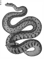 An illustration from Scientific American, Vol. 88, No. 8 (1903) (1903)