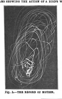 Picture 6 of 20 from Scientific American, Vol. 88, No. 10 (1903) (1903), leaf 4
