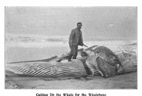 An illustration from Scientific American, Vol. 88, No. 11 (1903) (1903)