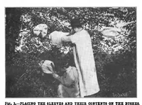 Picture 8 of 18 from Scientific American, Vol. 88, No. 22 (1903) (1903), leaf 8