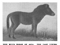 Picture 11 of 25 from Scientific American, Vol. 88, No. 24 (1903) (1903), leaf 8