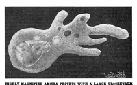 Picture 13 of 20 from Scientific American, Vol. 89, No. 2 (1903) (1903), leaf 10