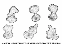 Picture 14 of 20 from Scientific American, Vol. 89, No. 2 (1903) (1903), leaf 10