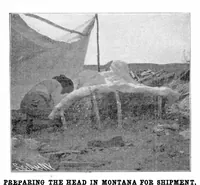 Picture 12 of 18 from Scientific American, Vol. 89, No. 5 (1903) (1903), leaf 10