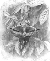 Picture 18 of 21 from Scientific American, Vol. 89, No. 8 (1903) (1903), leaf 10