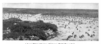 Picture 12 of 23 from Scientific American, Vol. 89, No. 25 (1903) (1903), leaf 8