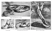 An illustration from Scientific American, Vol. 90, No. 2 (1904) (1904)