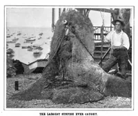 An illustration from Scientific American, Vol. 90, No. 2 (1904) (1904)