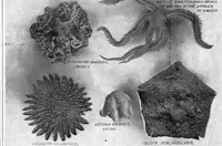 An illustration from Scientific American, Vol. 90, No. 5 (1904) (1904)