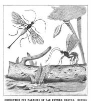 Picture 13 of 24 from Scientific American, Vol. 90, No. 9 (1904) (1904), leaf 10