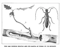 Picture 14 of 24 from Scientific American, Vol. 90, No. 9 (1904) (1904), leaf 10