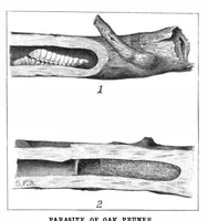 Picture 15 of 24 from Scientific American, Vol. 90, No. 9 (1904) (1904), leaf 10