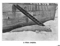 An illustration from Scientific American, Vol. 90, No. 14 (1904) (1904)