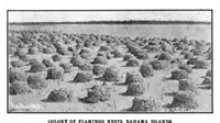 Picture 11 of 19 from Scientific American, Vol. 91, No. 4 (1904) (1904), leaf 9