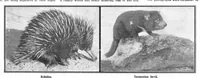 An illustration from Scientific American, Vol. 91, No. 5 (1904) (1904)