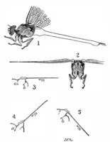 An illustration from Scientific American, Vol. 91, No. 16 (1904) (1904)