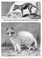 Picture 15 of 23 from Scientific American, Vol. 91, No. 17 (1904) (1904), leaf 10