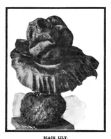 Picture 16 of 23 from Scientific American, Vol. 91, No. 17 (1904) (1904), leaf 10