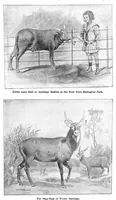 Picture 5 of 15 from Scientific American, Vol. 91, No. 22 (1904) (1904), leaf 10