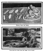 Picture 7 of 25 from Scientific American, Vol. 91, No. 27 (1904) (1904), leaf 7