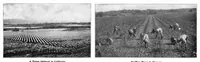 Picture 9 of 16 from Scientific American, Vol. 92, No. 1 (1905) (1905), leaf 8