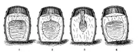 Picture 6 of 25 from Scientific American, Vol. 92, No. 2 (1905) (1905), leaf 6