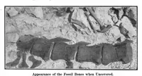 Picture 6 of 20 from Scientific American, Vol. 92, No. 3 (1905) (1905), leaf 5
