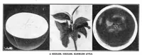 Picture 3 of 25 from Scientific American, Vol. 92, No. 5 (1905) (1905), leaf 3