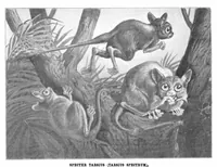 An illustration from Scientific American, Vol. 92, No. 8 (1905) (1905)